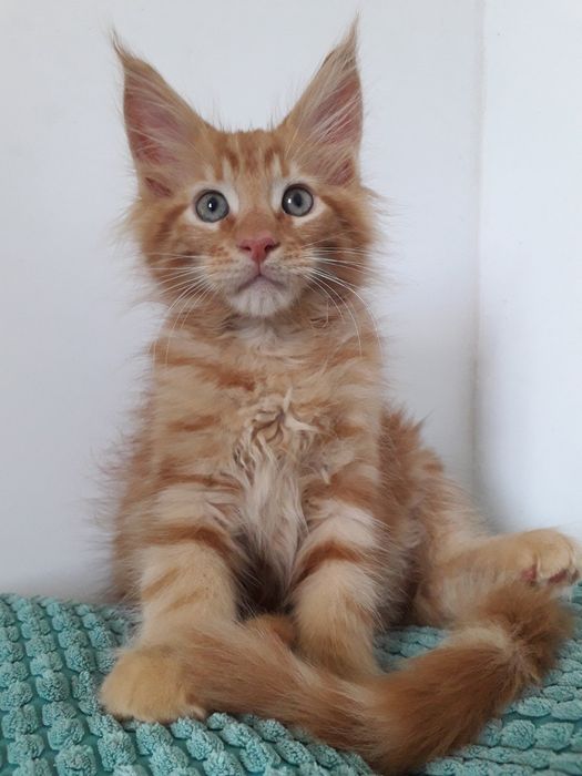 Котик Мейнкун...