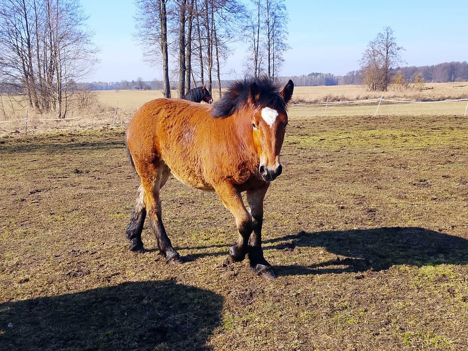 Źrebica zimnokrwista