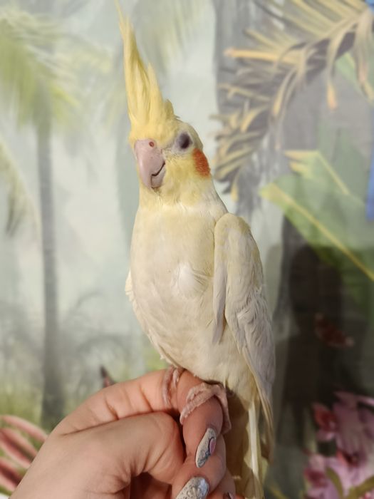 Nimfa ręcznie karmiona oswojona