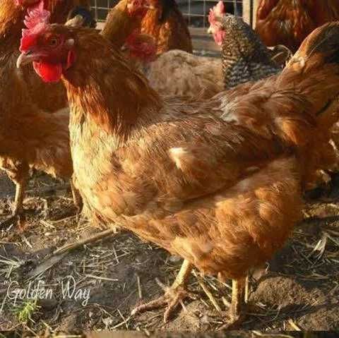 інкубаційне яйце курей Фоксі Чік.