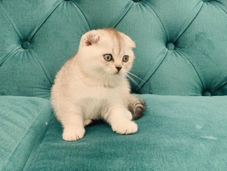 Шотландський висловухий хлопчик.