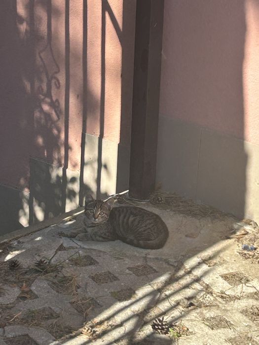 Kotki do adopcji za darmo