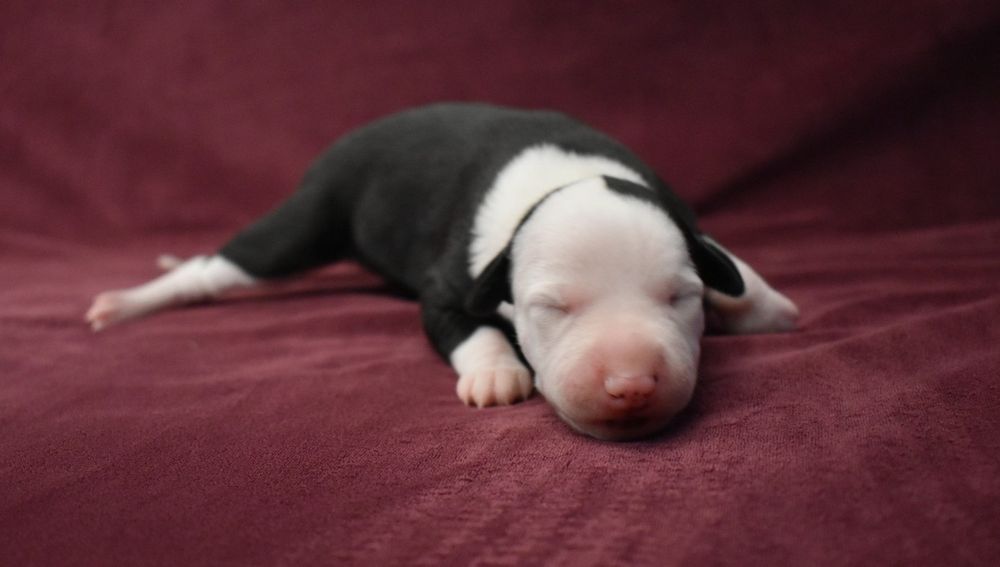 Chart angielski whippet suczka ZKwP FCI