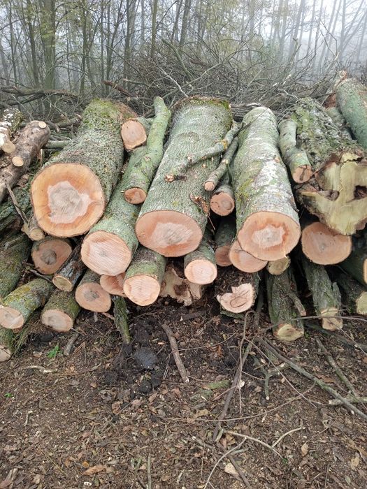 Дрова  ясень продам