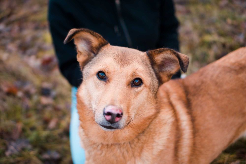 10 letnia Lara szuka domu!