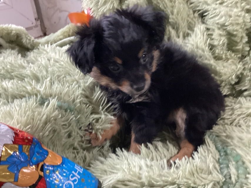 Той-терьер міні довгошерстний