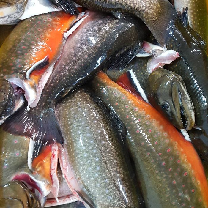 Pstrąg tęczowy. Palia jeziorowa