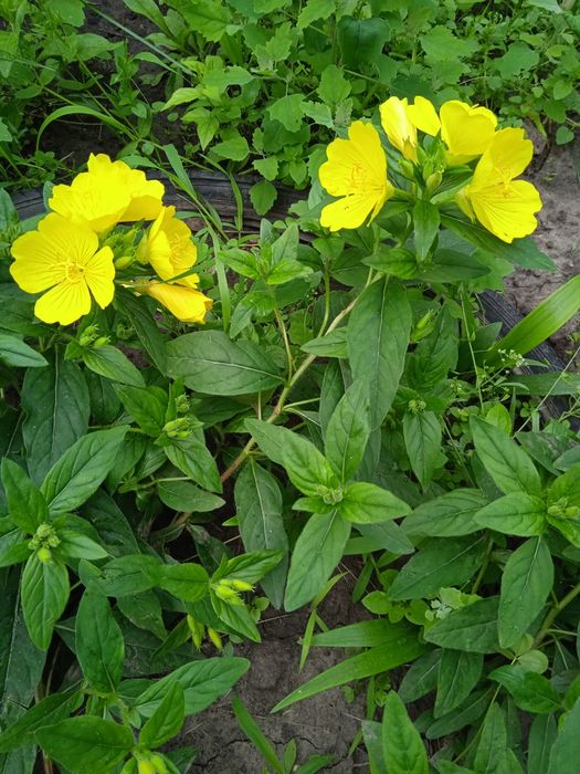 Енотера багаторічна