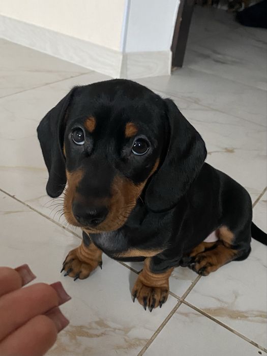 Чорно підпала такса. Дівчинка шукає сімʼю