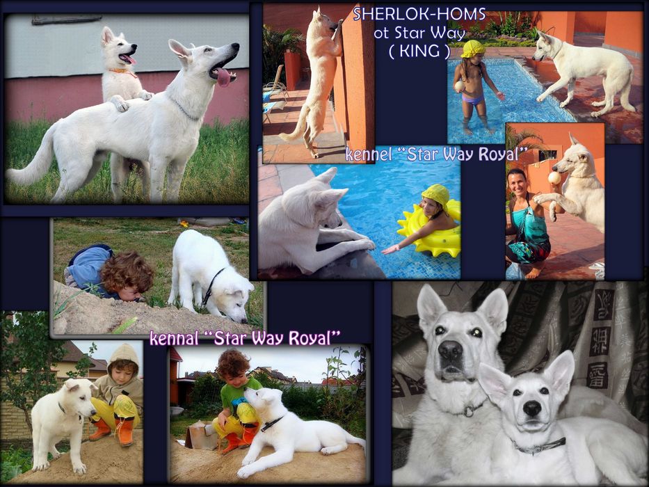 Швейцарська/Німецька Біла Вівчарка - Проф.розплідник з 2006р, цуценята