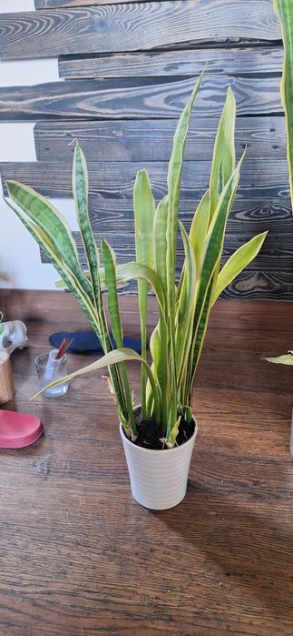 Sansevieria kwiat