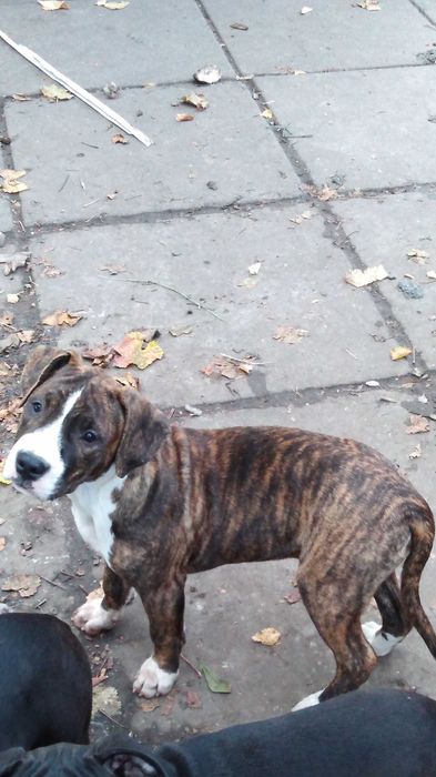 Американський стаффордширський тер'єр. АСТ.