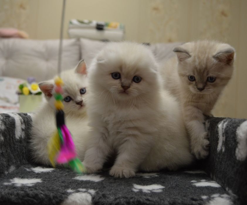 Котята шотландські