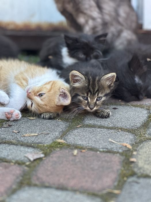 Кошенята / котята