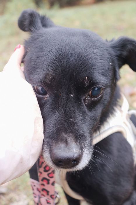 Maly Muffinek szuka domu