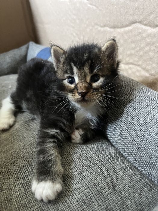 Кошенята 1 місяць