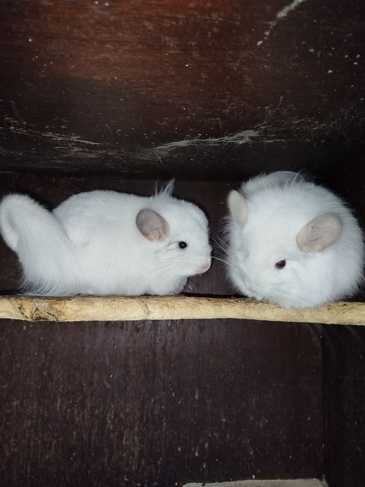 Две ангоры девочки