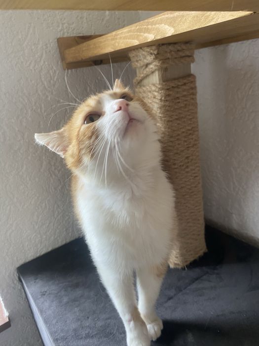 Rudzik poleca się do adopcji