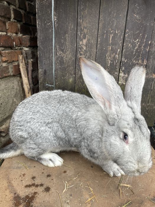 Króliki  Belgijskie