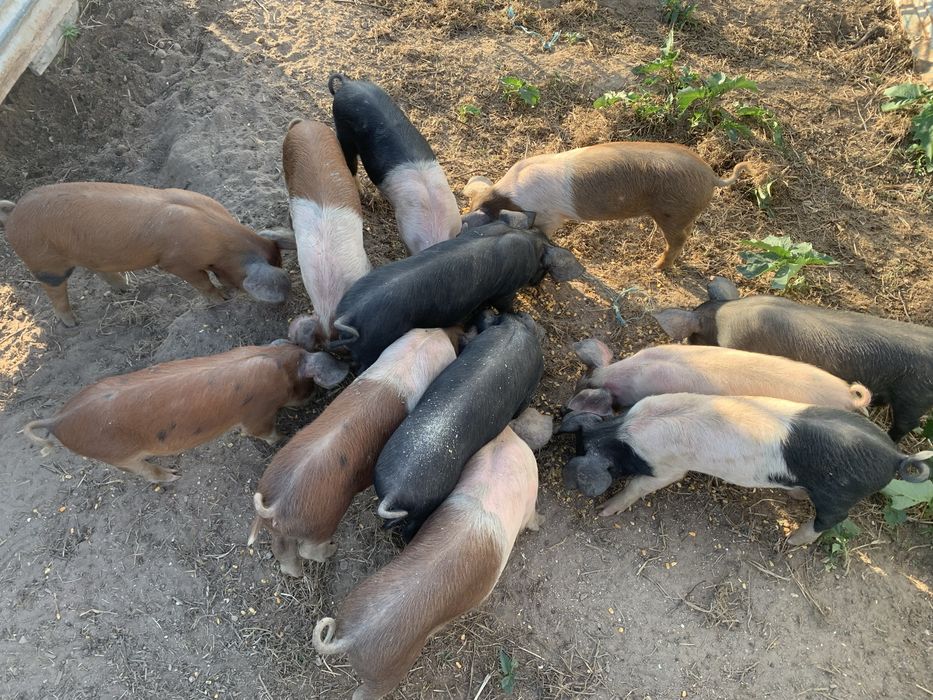 Leitões Bísaro x Duroc