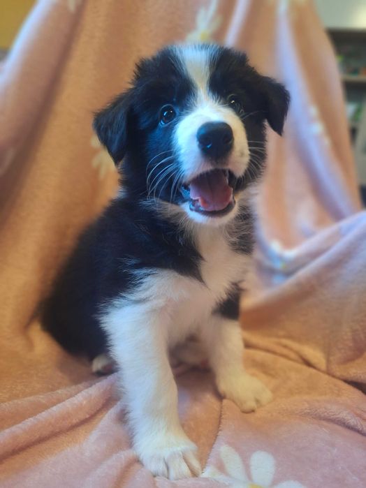 Border Collie  czarno-biały:-) szczeniak