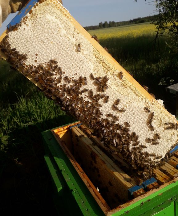 Miód Grzecha Warty z Mazur