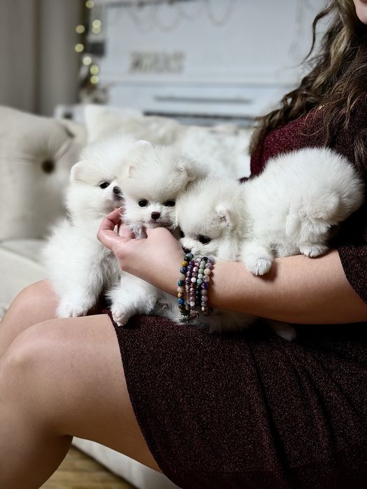 Шик і ексклюзив - VIP лакшері сегмент - цуценята померанські шпіци !