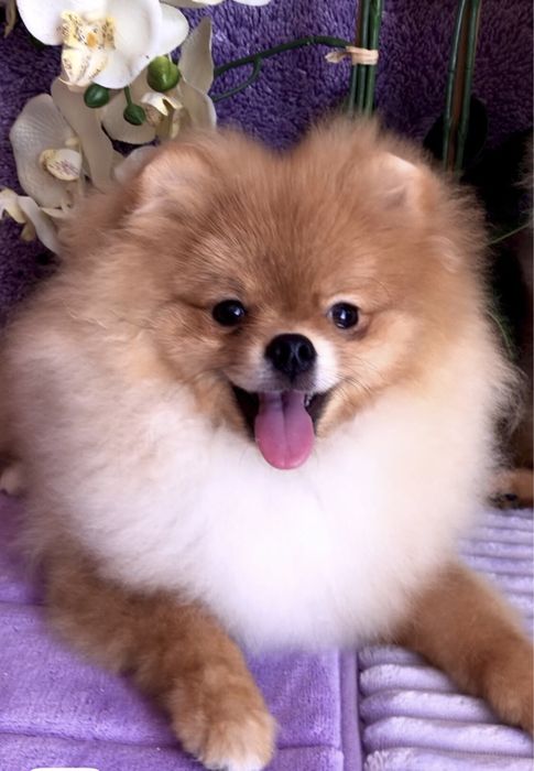 Померанський шпіц .Кобель 7 міс. КСУ