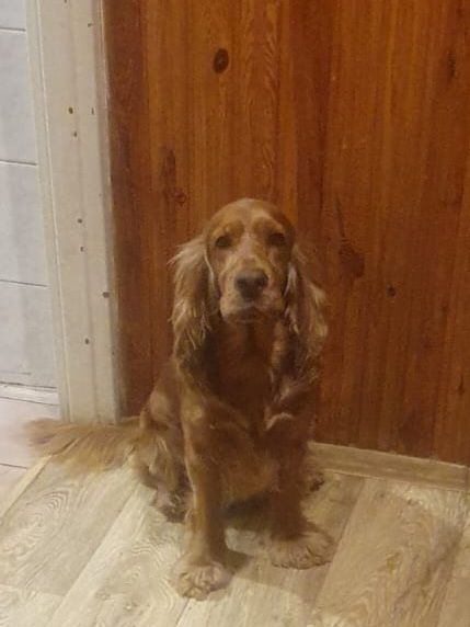 Suczka Cocker Spaniel