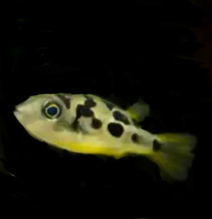 KOLCOBRZUCH karłowaty Carinotetraodon travancoricus