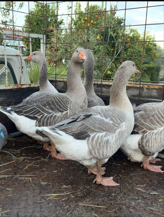 Compro Patos gansos