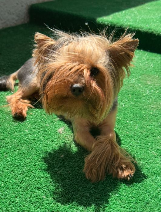 Вязка йорк стандарт