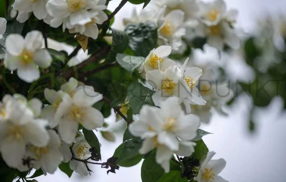 Jaśminowiec philadelphus różne odmiany
