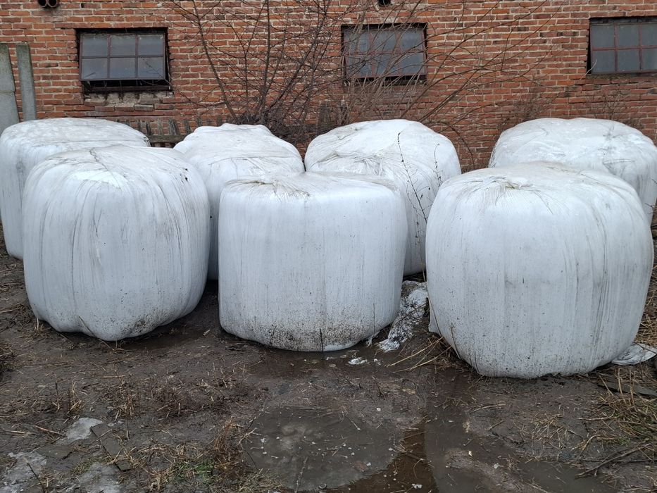 Owies, Pszenżyło, Słoma, Siano kiszonka