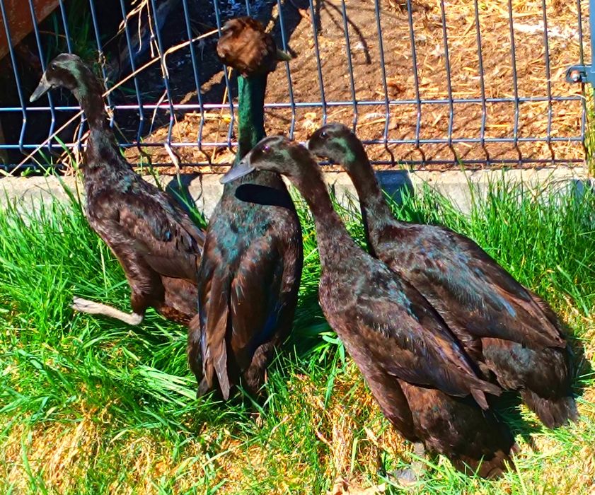 Jaja lęgowe biegusów szmaragdowych z czubem