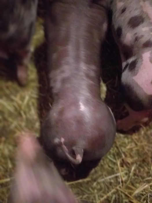 Продам месячных мясных поросят Пьетрен.