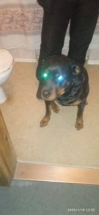 Ротвейлер девочка ищет мальчика срочно