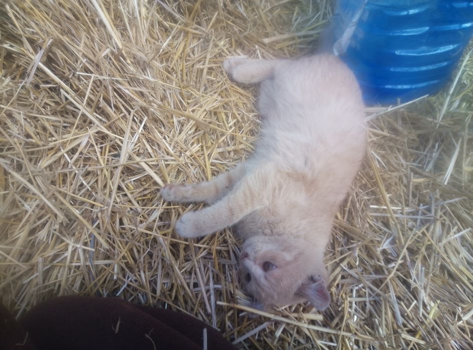 Отдам котяток, брат и сестра