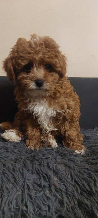 Suczka Cavapoo Red