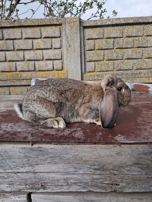 Młode barana francuski szary