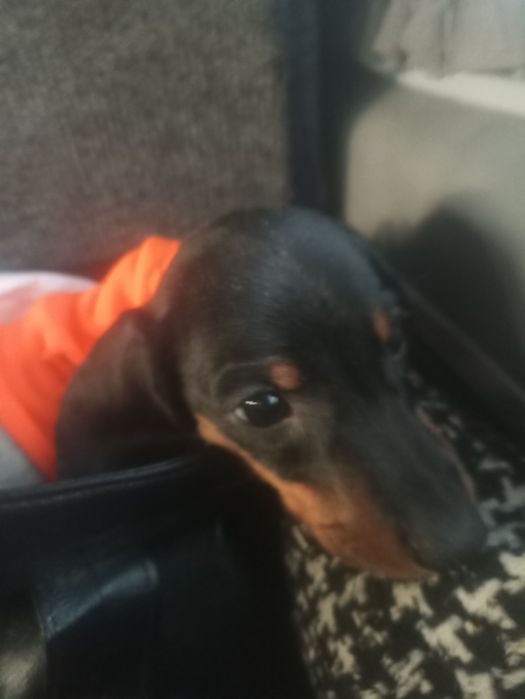 Таксята з доставкою по Україні та за кордон