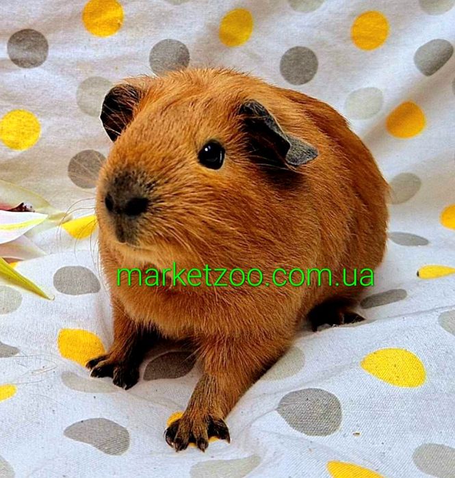 Морська свинка висловуха калiфорнiя,морские свинки рыжая калифорния