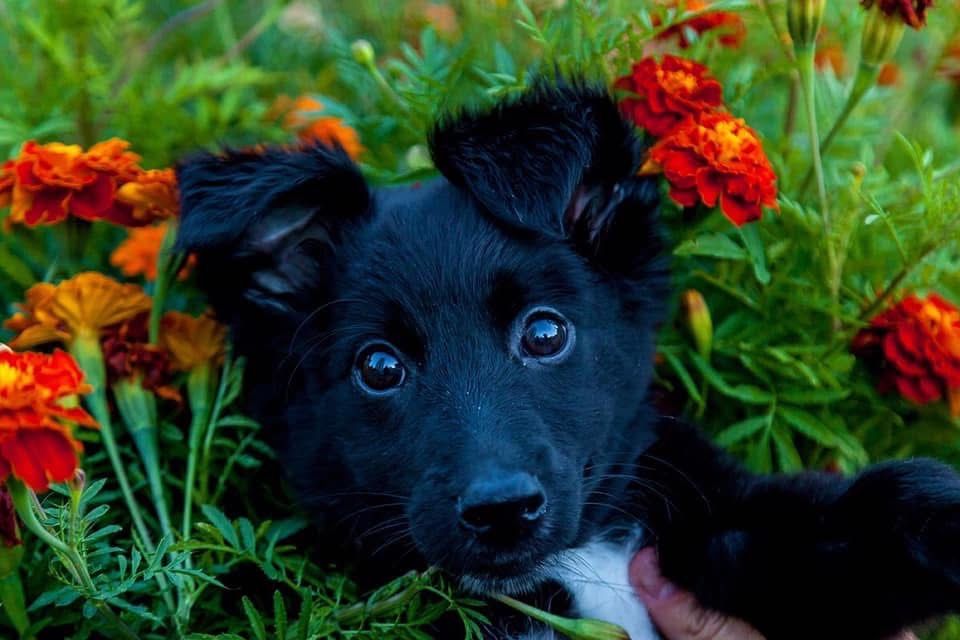 Цуценята безкоштовно