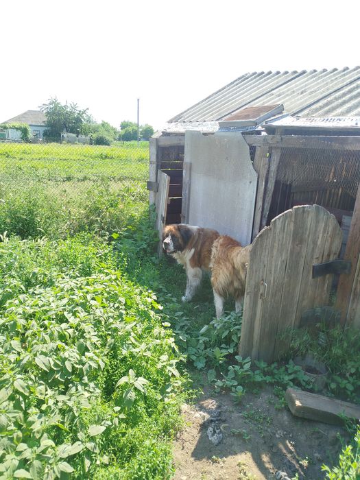Віддам собаку в хороші руки