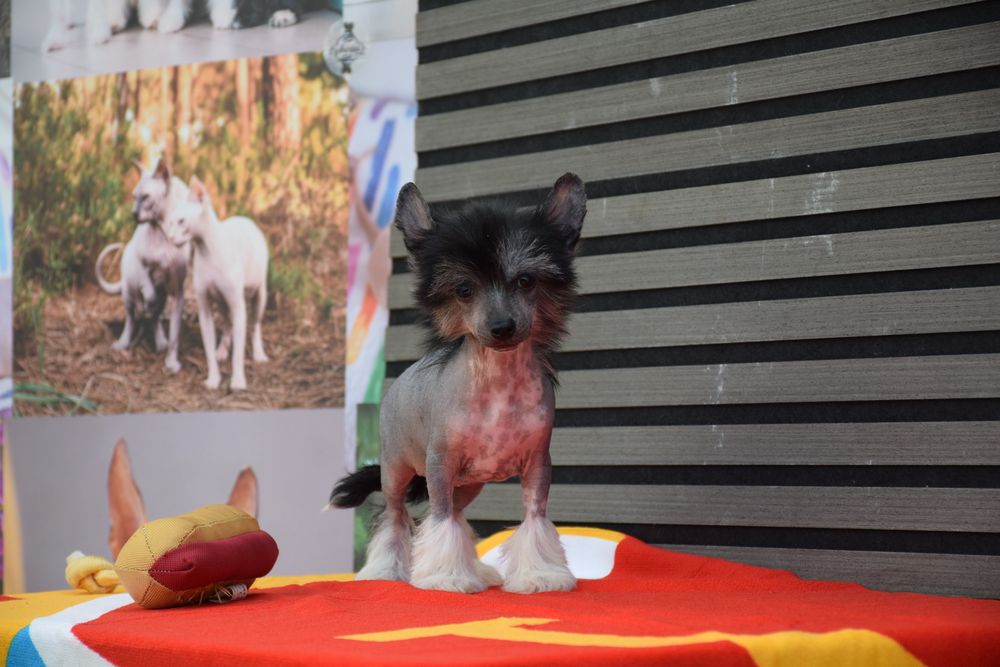 Chinese Crested Dog Hairless
