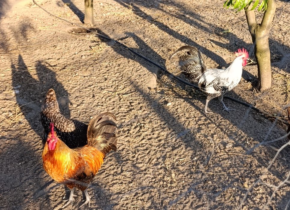 Galos para mudar de capoeira várias raças