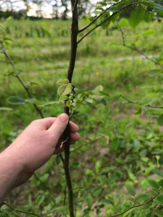 Sadzonki Graba 180 cm 220 cm. Szkółkowane