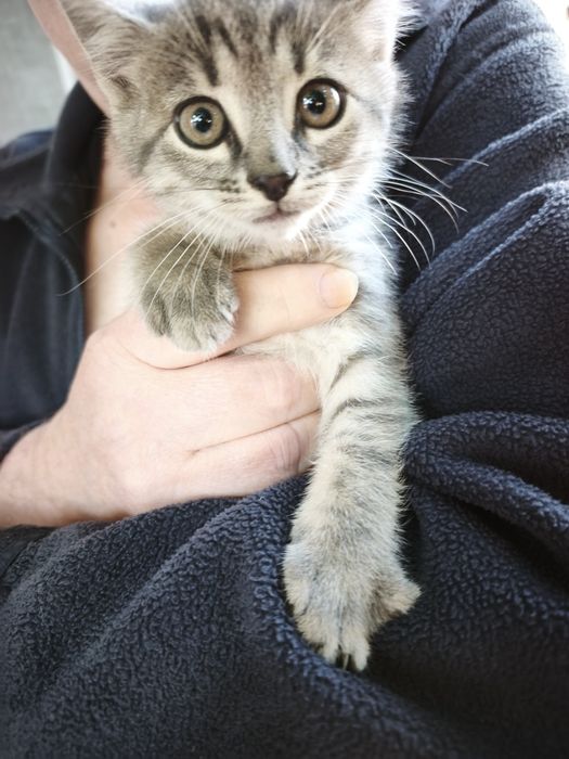 Кошенята шукають люблячу родину