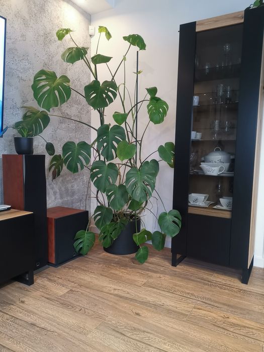 Kwiat Monstera-duża