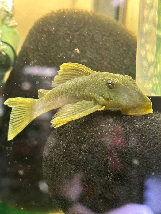 Zbrojnik Glonojad L200 Pleco ok. 8cm